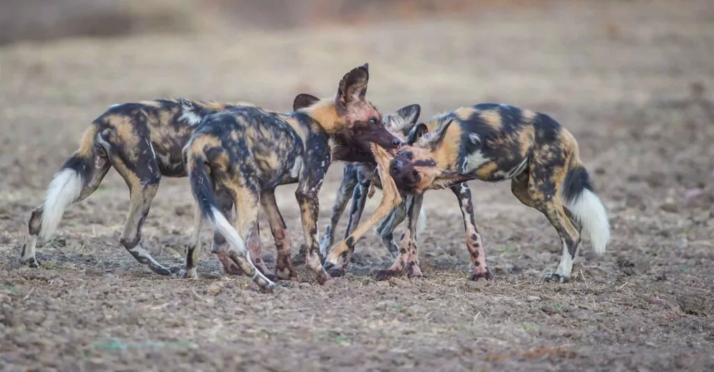 Wildhunde in Sambia