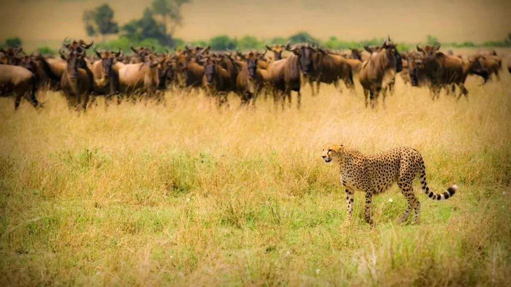 Gepard bei der Jagd