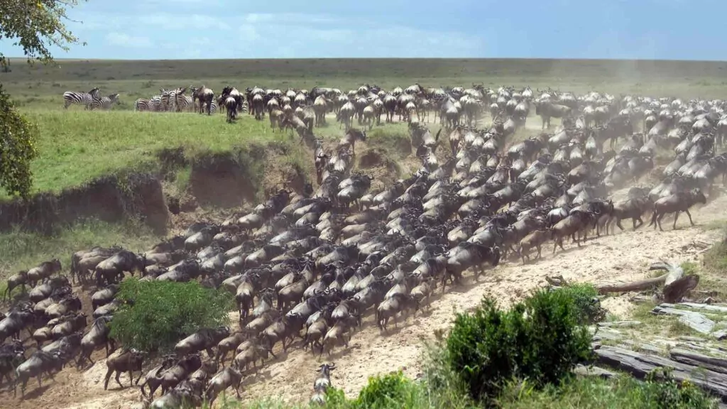 Masai Mara Tierwanderung