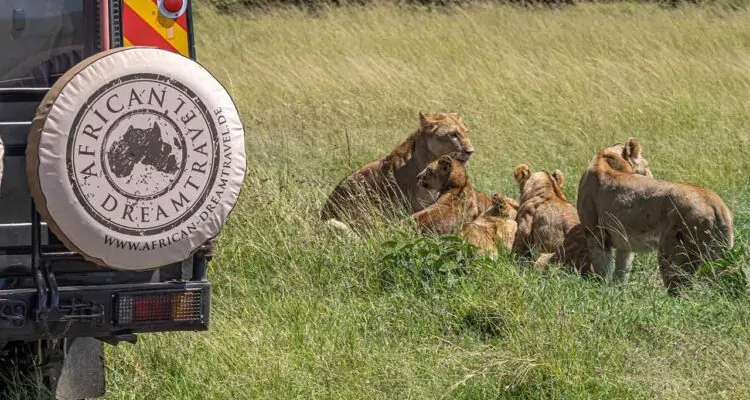 African Dreamtravel Safarifahrzeug steht vor einer Gruppe Löwen. Die Löwen liegen im Gras
