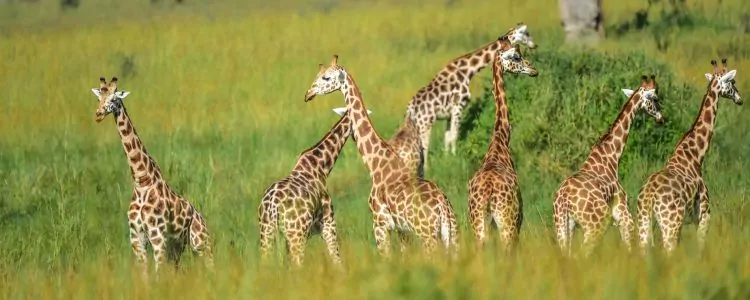 Die National Parks in Uganda - Giraffenherde