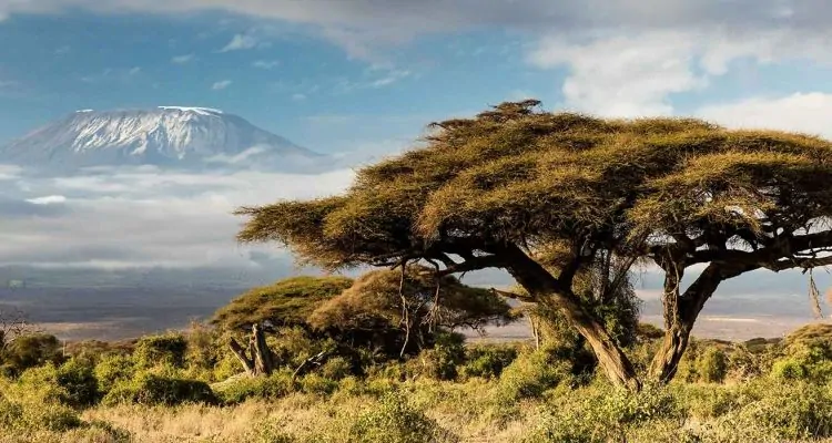 5 Tage Privatsafari in Tansania - Schirmakazie vor dem Kilimanjaro