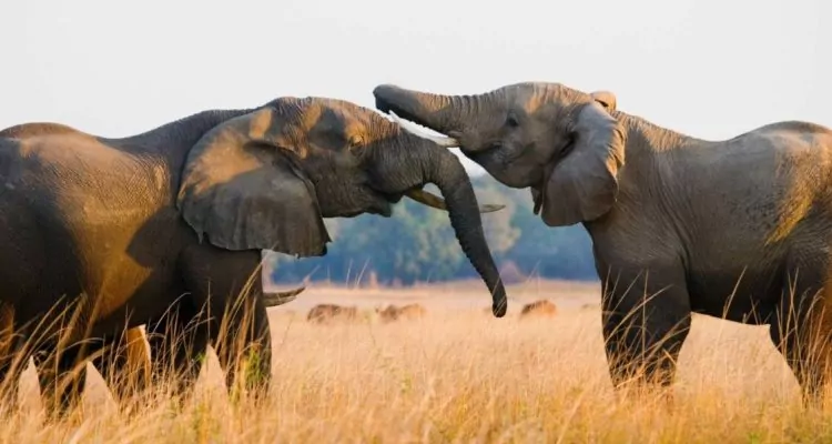 Safari in Sambia