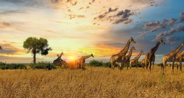 Tansania Reisen Serengeti Nationalpark