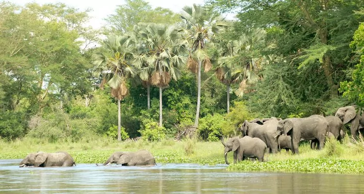 liwonde_national_park-Elefanten-istock-185094896